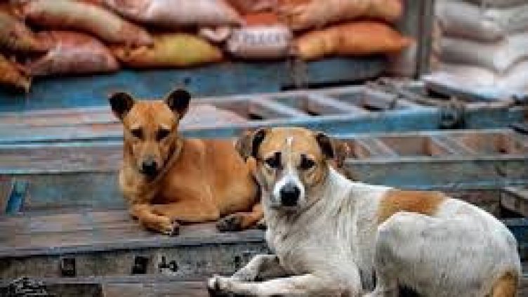 Снимка БГНЕС