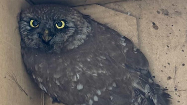 Снимка МОСВ