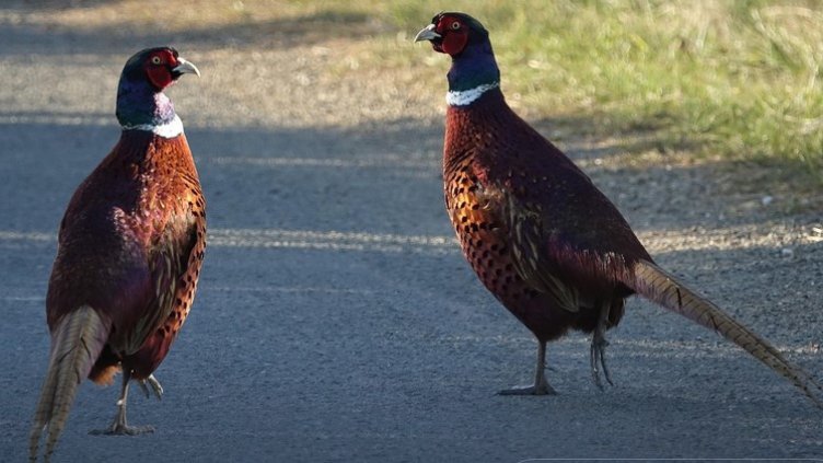 Снимка Пиксабей