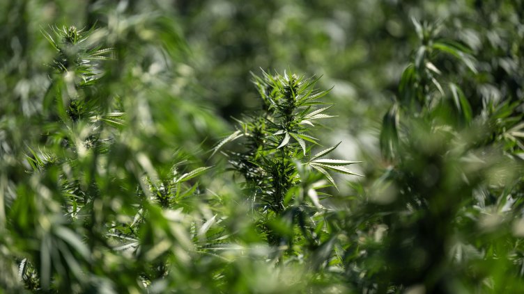 Снимка: архив, БГНЕС