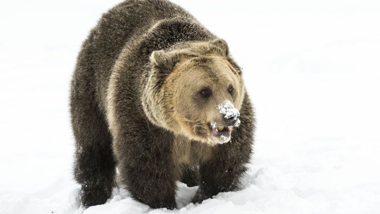 Снимка: архив, БГНЕС