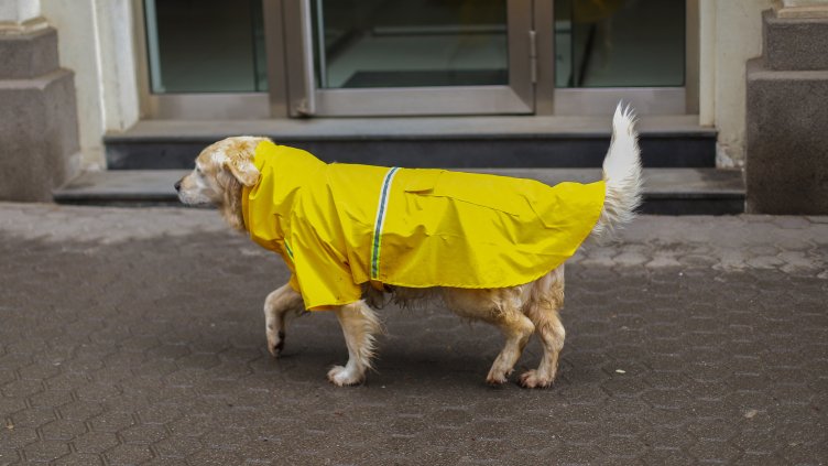 Снимка: архив, БГНЕС