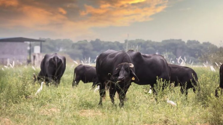 Снимка Пиксабей
