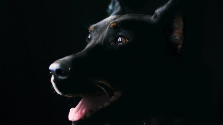 Снимка: Pixabay/Briam-Cute