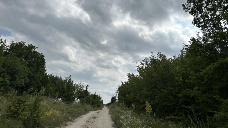 Вместо черната пантера - куче и котка: Свикаха кризисен щаб в Силистра