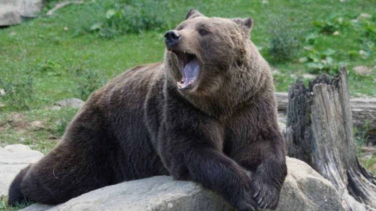 Снимка БГНЕС