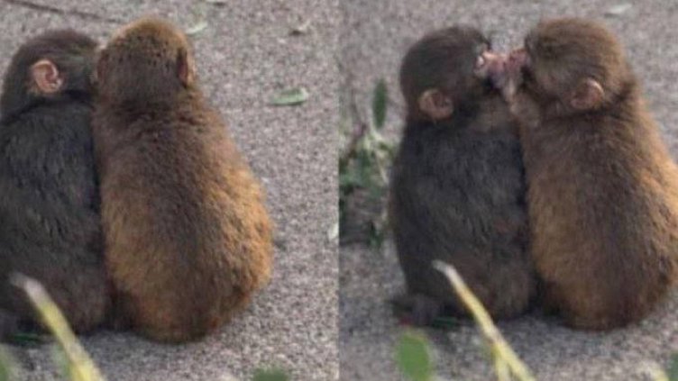 Маймунчето Пънч откри любовта ВИДЕО