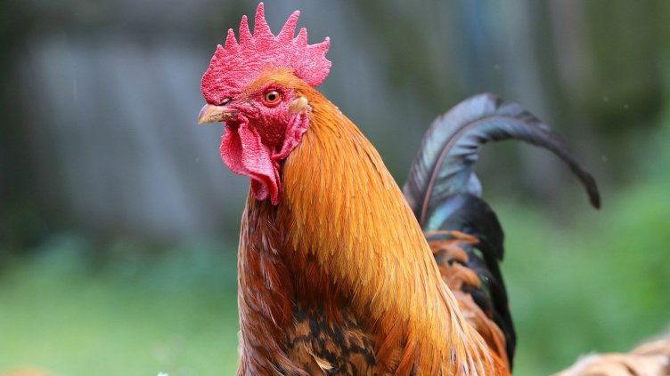 Снимка на svklimkin от Pixabay