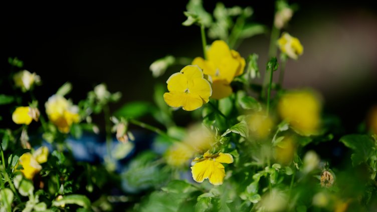 Снимка: архив, БГНЕС