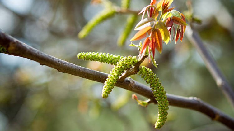 Снимка Пиксабей