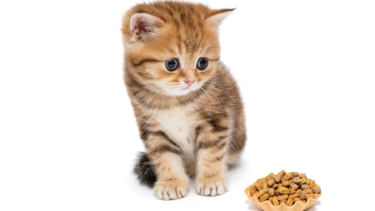 Кои са най-важните фактори при отглеждането на котенце у дома? 