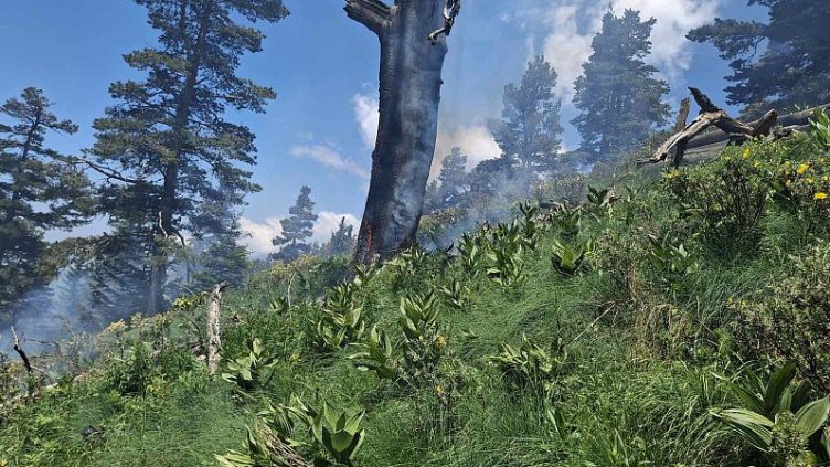 Агенция по горите