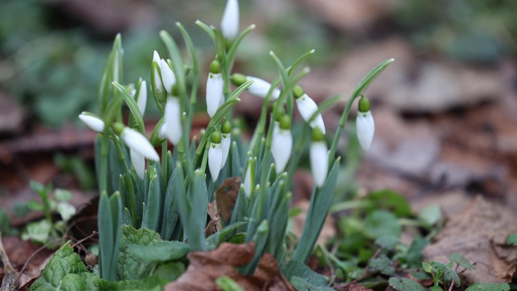 Снимка: архив, БГНЕС