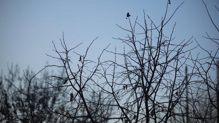 Снимка: архив, БГНЕС