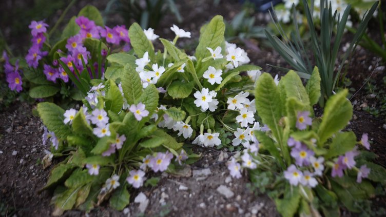 Снимка: архив, БГНЕС