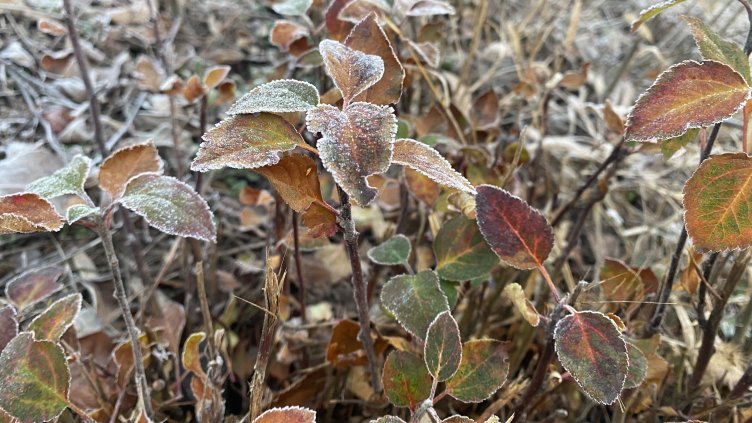 Снимка: архив, БГНЕС