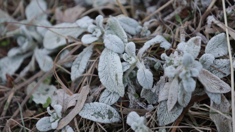 Снимка: архив, БГНЕС
