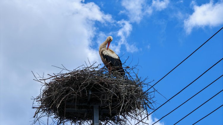 Снимка: архив, БГНЕС