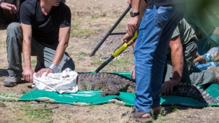 Димитър Кьосемарлиев, Dnes.bg