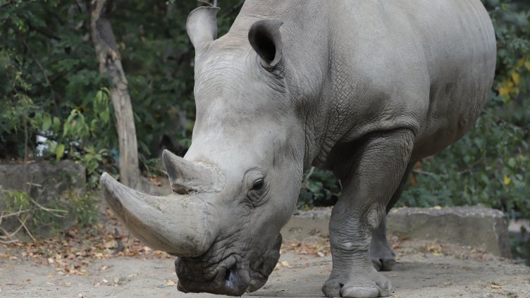 БГНЕС, архив