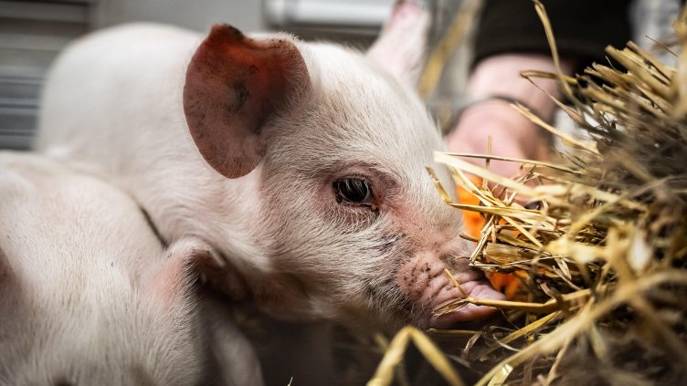 Снимка: архив, БГНЕС