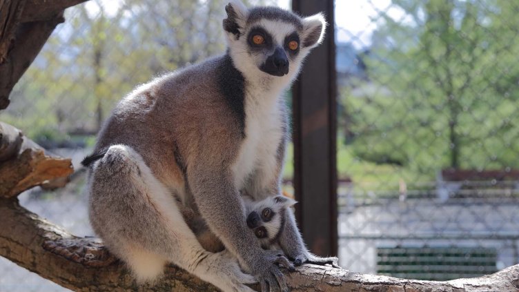 оологическата градина