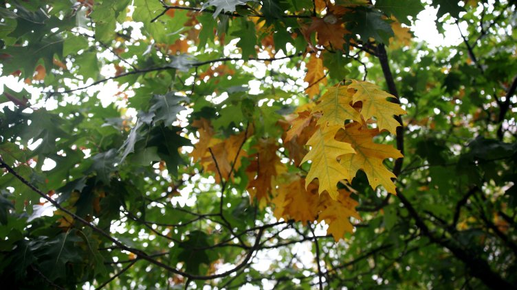 Снимка: архив, БГНЕС