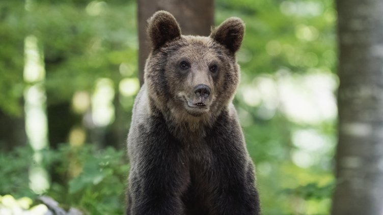 Снимка: Pixabay