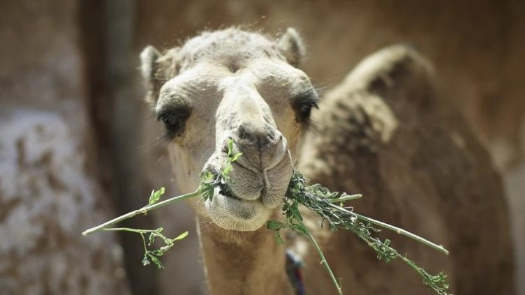 Снимка Пиксабей