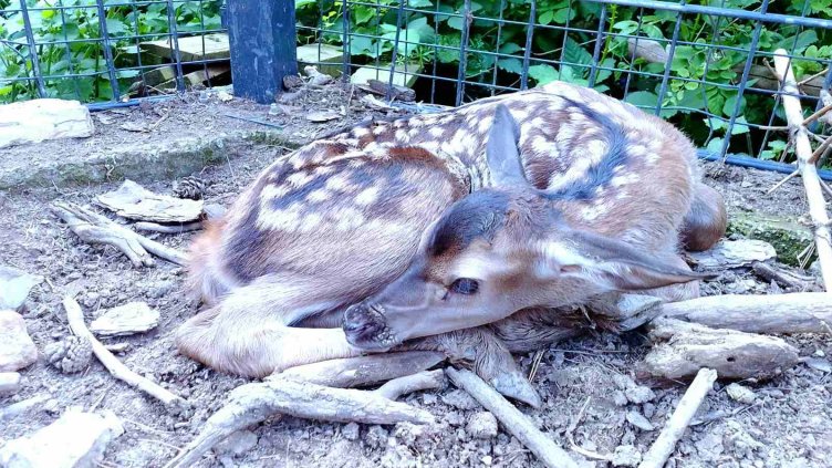 Бейби бум в Зоопарк Стара Загора
