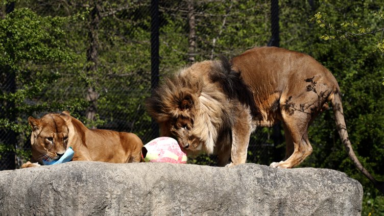 Снимка БГНЕС