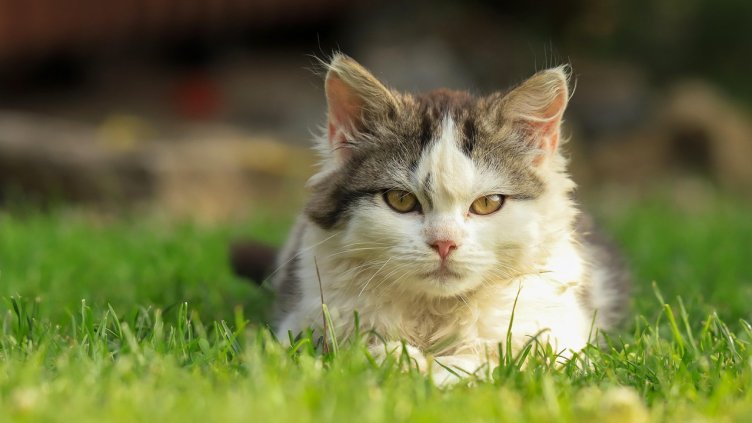 Снимка: Pixabay/katerinavulcova