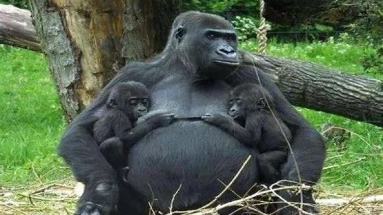 Снимка Национален парк &bdquo;Вирунга&ldquo;