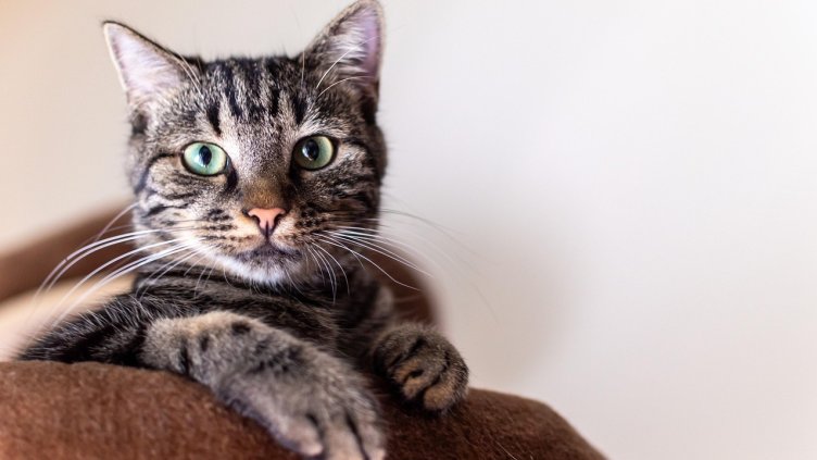 Снимка: Pixabay