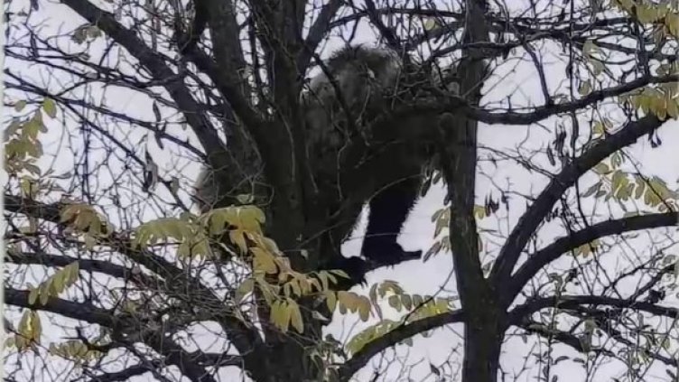 Снимка: Скрийн БНТ 