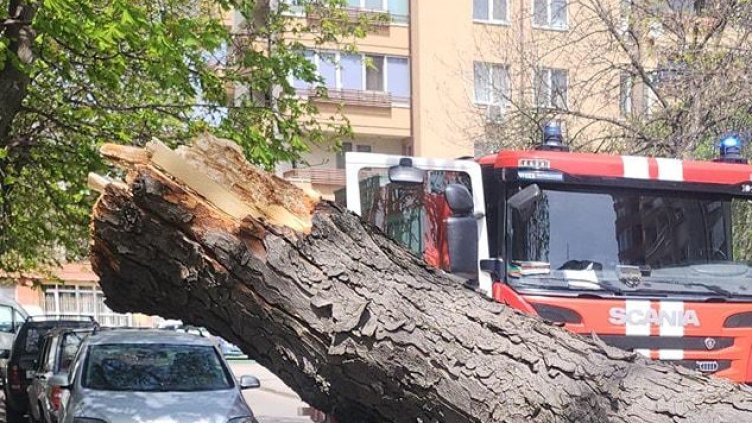 БГНЕС, архив