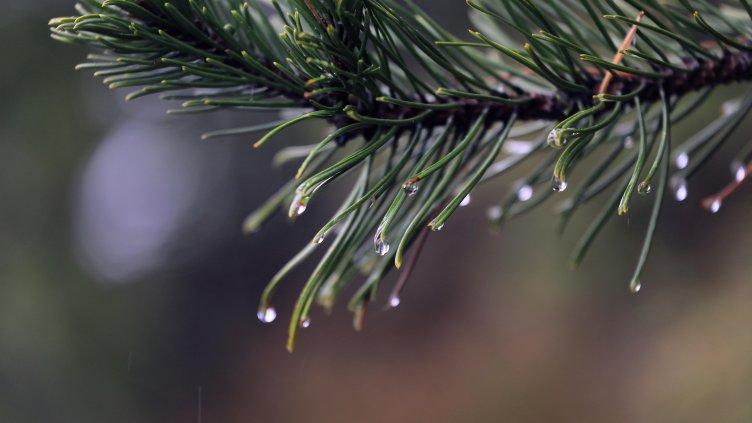 Снимка: архив, БГНЕС