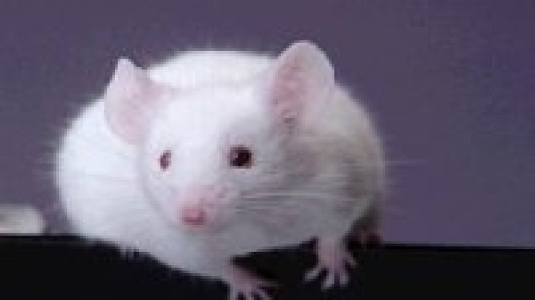 Безопасен вариант на ХИВ унищожава ракови клетки