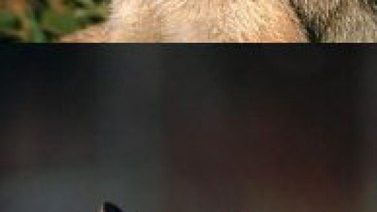 Дикме разреши национална хайка за хищници