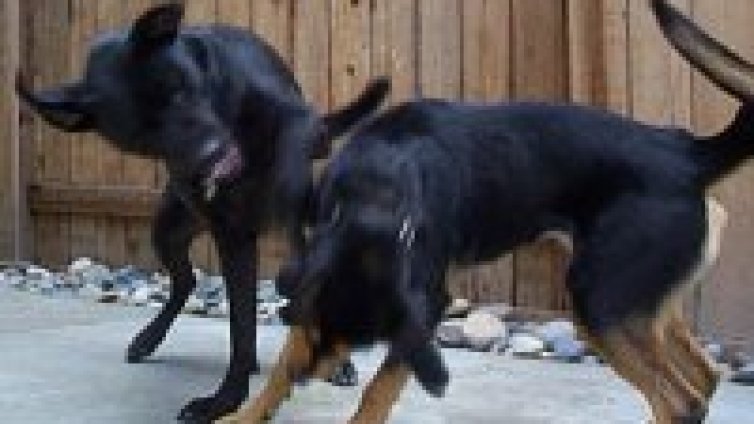 Трима германци се разболяха след присаждане на заразени с бяс органи