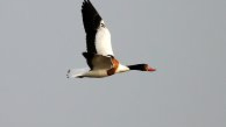 Рядък вид птици са забелязани в &ldquo;Сребърна&rdquo;