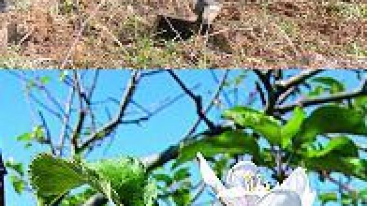 България - страна на брезички или на плодни дървета?