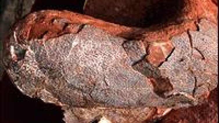 В Китай бе открит динозавър, умрял малко преди да снесе две яйца