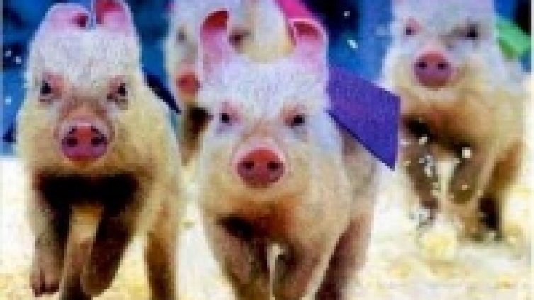 Свине ще играят Прасбол в Москва