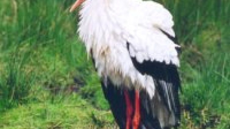 Маскирани като щъркели организират шествие из София