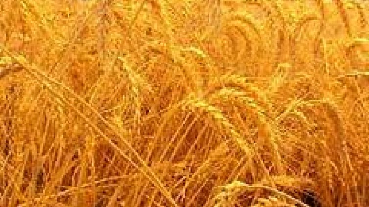 Има достатъчно зърно и приказки за зърнена криза са спекулация