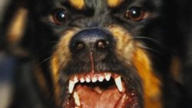 Борисов спешно подгони агресивните кучета в София