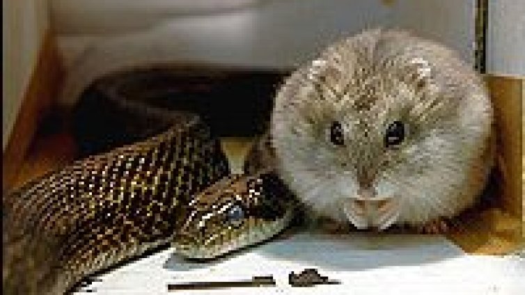 Крепка дружба между змия и хамстер трогна света