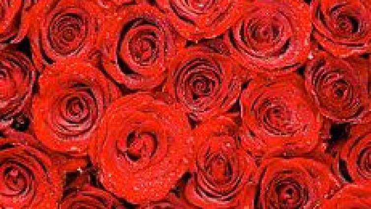 Обичливо американче зарадва съученички с 500 рози за Св. Валентин