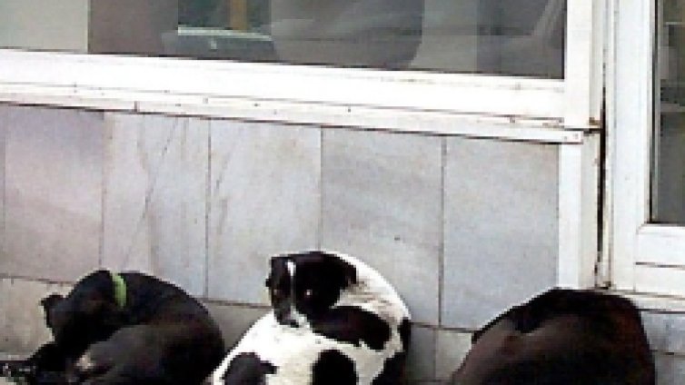 Софиянци ще бъдат хапани от кучета и занапред